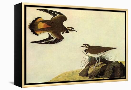 Killdeer-John James Audubon-Framed Stretched Canvas