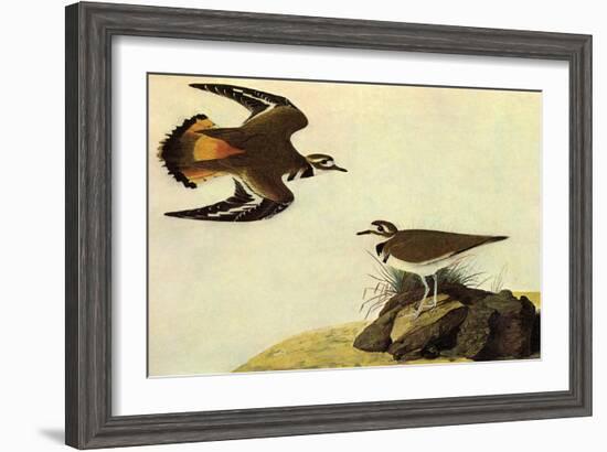 Killdeer-John James Audubon-Framed Art Print