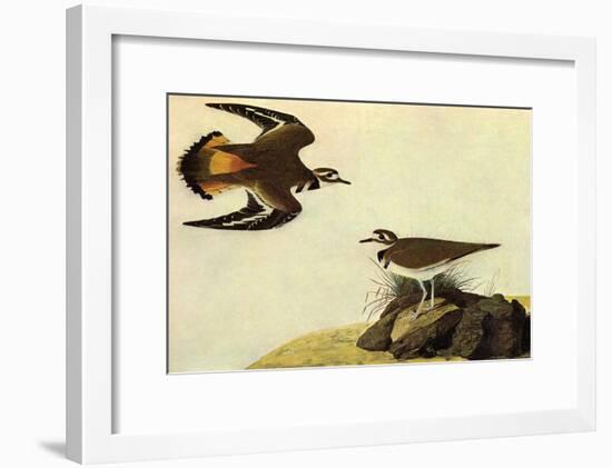 Killdeer-John James Audubon-Framed Art Print