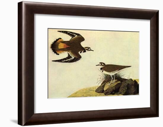 Killdeer-John James Audubon-Framed Art Print