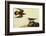 Killdeer-John James Audubon-Framed Art Print