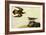 Killdeer-John James Audubon-Framed Art Print