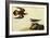 Killdeer-John James Audubon-Framed Art Print