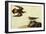 Killdeer-John James Audubon-Framed Art Print