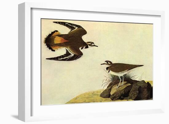 Killdeer-John James Audubon-Framed Art Print