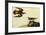 Killdeer-John James Audubon-Framed Art Print