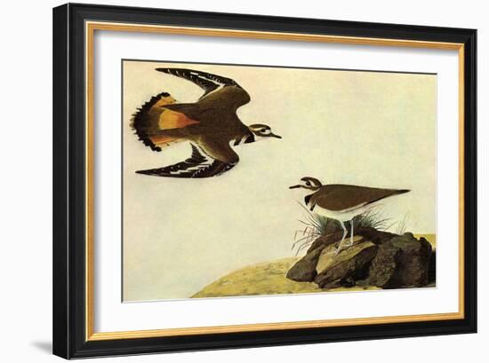 Killdeer-John James Audubon-Framed Art Print