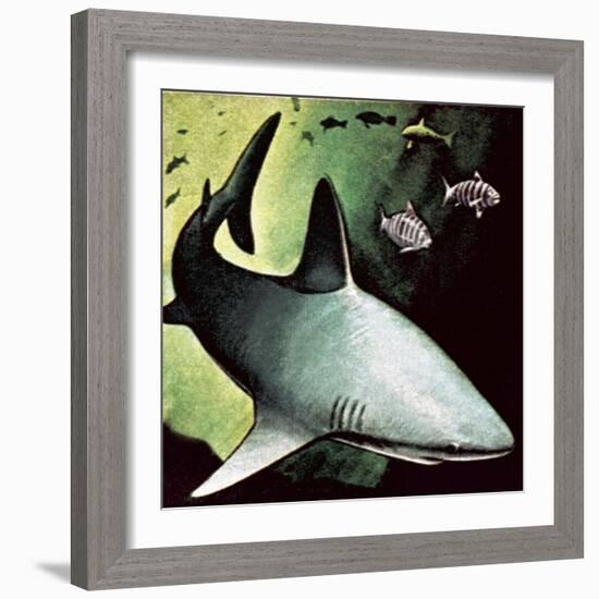 Killer Shark-English School-Framed Giclee Print