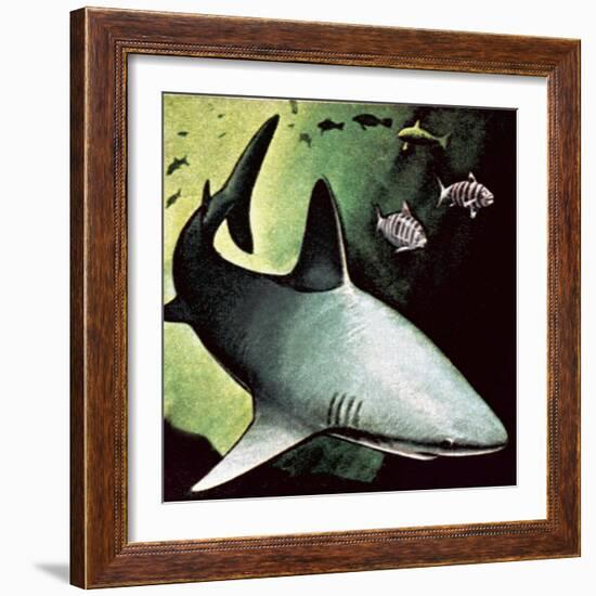 Killer Shark-English School-Framed Giclee Print