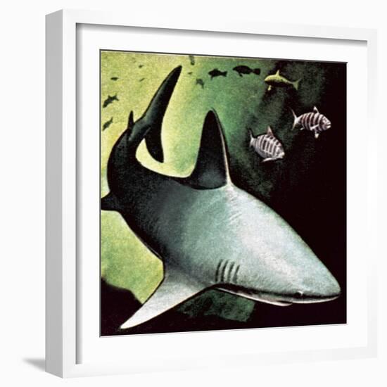 Killer Shark-English School-Framed Giclee Print