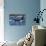 Killer Whale, BC, Canada-Paul Souders-Photographic Print displayed on a wall