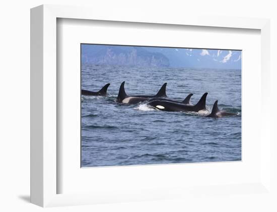 Killer Whale Group in the Wild-null-Framed Art Print