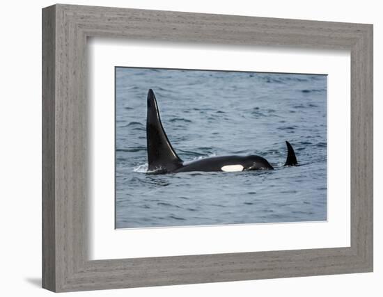 Killer whale or orca pod (Orcinus orca), Resurrection Bay, Kenai Fjords National Park, Alaska, USA.-Michael DeFreitas-Framed Photographic Print