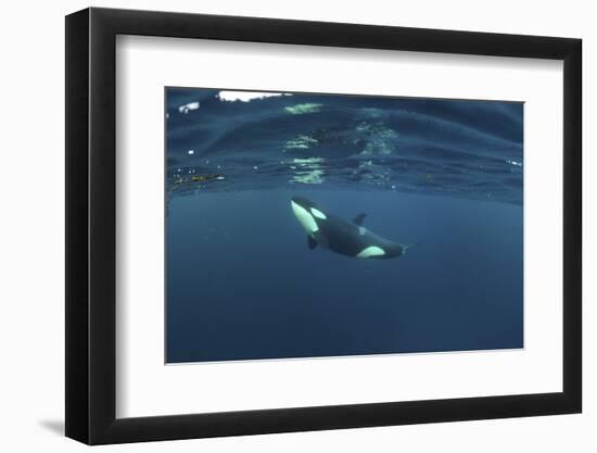 Killer Whale - Orca (Orcinus Orca) Just Below the Surface, Kristiansund, Nordmøre, Norway-Aukan-Framed Photographic Print