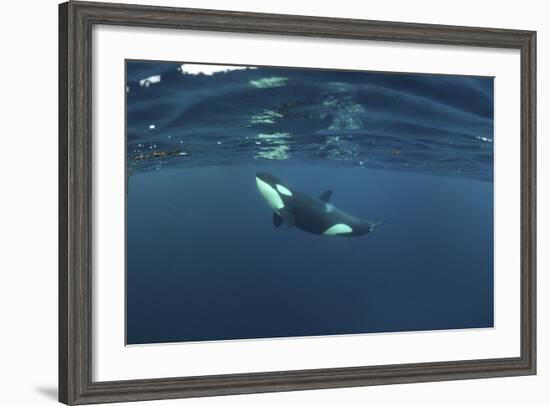 Killer Whale - Orca (Orcinus Orca) Just Below the Surface, Kristiansund, Nordmøre, Norway-Aukan-Framed Photographic Print