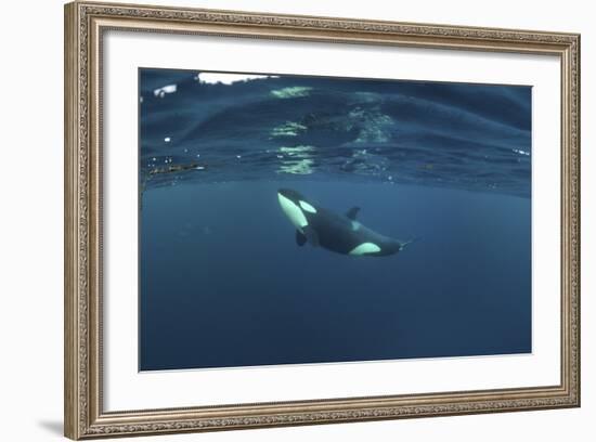 Killer Whale - Orca (Orcinus Orca) Just Below the Surface, Kristiansund, Nordmøre, Norway-Aukan-Framed Photographic Print