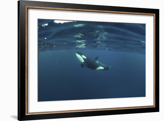 Killer Whale - Orca (Orcinus Orca) Just Below the Surface, Kristiansund, Nordmøre, Norway-Aukan-Framed Photographic Print