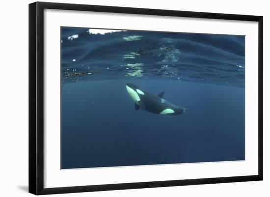 Killer Whale - Orca (Orcinus Orca) Just Below the Surface, Kristiansund, Nordmøre, Norway-Aukan-Framed Photographic Print