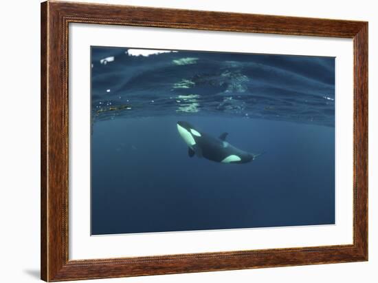 Killer Whale - Orca (Orcinus Orca) Just Below the Surface, Kristiansund, Nordmøre, Norway-Aukan-Framed Photographic Print