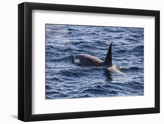 Killer whale (orca) (Orcinus orca), Weddell, Sea, Antarctica, Polar Regions-Michael Runkel-Framed Photographic Print