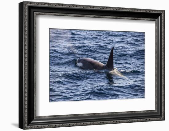 Killer whale (orca) (Orcinus orca), Weddell, Sea, Antarctica, Polar Regions-Michael Runkel-Framed Photographic Print