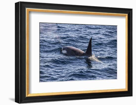 Killer whale (orca) (Orcinus orca), Weddell, Sea, Antarctica, Polar Regions-Michael Runkel-Framed Photographic Print