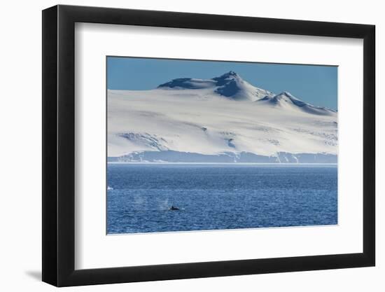 Killer whale (orca) (Orcinus orca), Weddell, Sea, Antarctica, Polar Regions-Michael Runkel-Framed Photographic Print