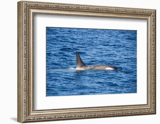 Killer whale (orca) (Orcinus orca), Weddell, Sea, Antarctica, Polar Regions-Michael Runkel-Framed Photographic Print