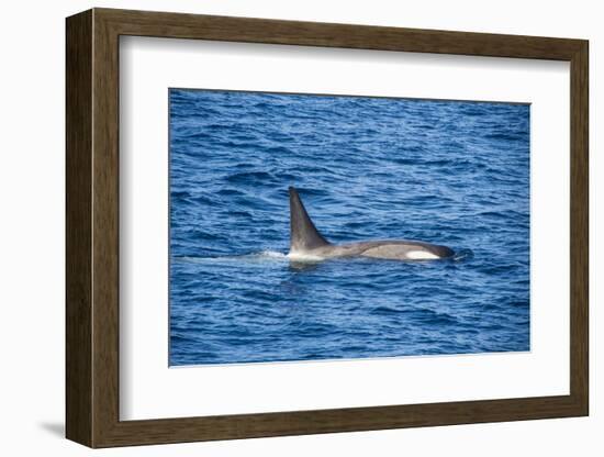 Killer whale (orca) (Orcinus orca), Weddell, Sea, Antarctica, Polar Regions-Michael Runkel-Framed Photographic Print