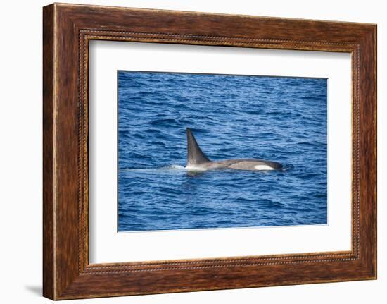 Killer whale (orca) (Orcinus orca), Weddell, Sea, Antarctica, Polar Regions-Michael Runkel-Framed Photographic Print