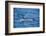 Killer whale (orca) (Orcinus orca), Weddell, Sea, Antarctica, Polar Regions-Michael Runkel-Framed Photographic Print