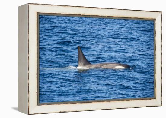 Killer whale (orca) (Orcinus orca), Weddell, Sea, Antarctica, Polar Regions-Michael Runkel-Framed Premier Image Canvas