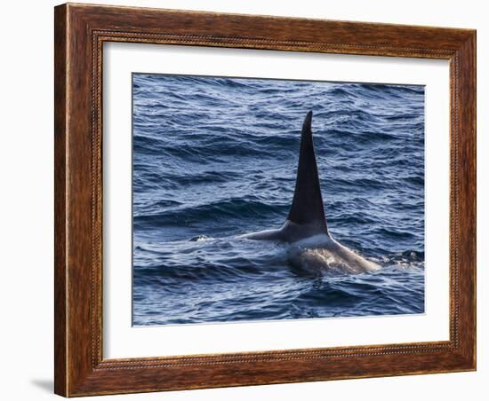 Killer whale (orca) (Orcinus orca), Weddell, Sea, Antarctica, Polar Regions-Michael Runkel-Framed Photographic Print