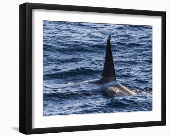 Killer whale (orca) (Orcinus orca), Weddell, Sea, Antarctica, Polar Regions-Michael Runkel-Framed Photographic Print