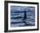 Killer whale (orca) (Orcinus orca), Weddell, Sea, Antarctica, Polar Regions-Michael Runkel-Framed Photographic Print