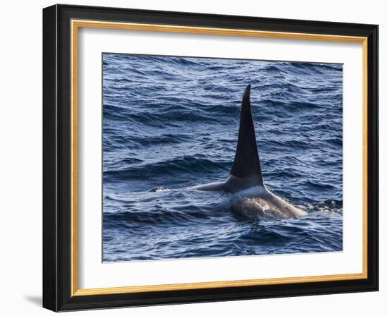 Killer whale (orca) (Orcinus orca), Weddell, Sea, Antarctica, Polar Regions-Michael Runkel-Framed Photographic Print