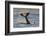 Killer Whale (Orcinus Orca) Tail Slapping At Sunset, Transient Race, Vancouver Island-Bertie Gregory-Framed Photographic Print