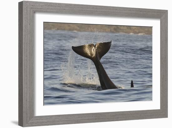 Killer Whale (Orcinus Orca) Tail Slapping At Sunset, Transient Race, Vancouver Island-Bertie Gregory-Framed Photographic Print