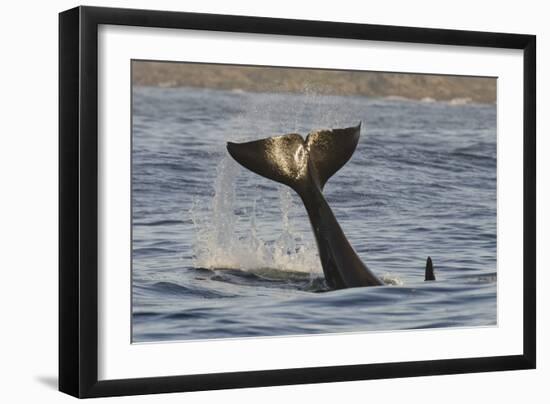Killer Whale (Orcinus Orca) Tail Slapping At Sunset, Transient Race, Vancouver Island-Bertie Gregory-Framed Photographic Print