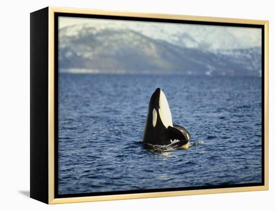 Killer Whale Spy Hopping with Calf in an Arctic Fjord, Norway, Scandinavia, Europe-Dominic Harcourt-webster-Framed Premier Image Canvas