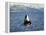 Killer Whale Spy Hopping with Calf in an Arctic Fjord, Norway, Scandinavia, Europe-Dominic Harcourt-webster-Framed Premier Image Canvas