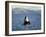 Killer Whale Spy Hopping with Calf in an Arctic Fjord, Norway, Scandinavia, Europe-Dominic Harcourt-webster-Framed Photographic Print