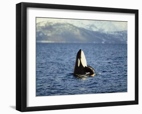 Killer Whale Spy Hopping with Calf in an Arctic Fjord, Norway, Scandinavia, Europe-Dominic Harcourt-webster-Framed Photographic Print