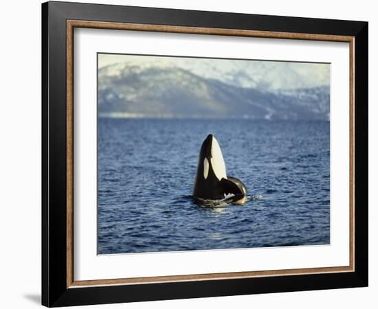 Killer Whale Spy Hopping with Calf in an Arctic Fjord, Norway, Scandinavia, Europe-Dominic Harcourt-webster-Framed Photographic Print