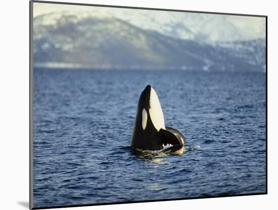 Killer Whale Spy Hopping with Calf in an Arctic Fjord, Norway, Scandinavia, Europe-Dominic Harcourt-webster-Mounted Photographic Print