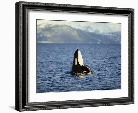 Killer Whale Spy Hopping with Calf in an Arctic Fjord, Norway, Scandinavia, Europe-Dominic Harcourt-webster-Framed Photographic Print