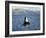 Killer Whale Spy Hopping with Calf in an Arctic Fjord, Norway, Scandinavia, Europe-Dominic Harcourt-webster-Framed Photographic Print