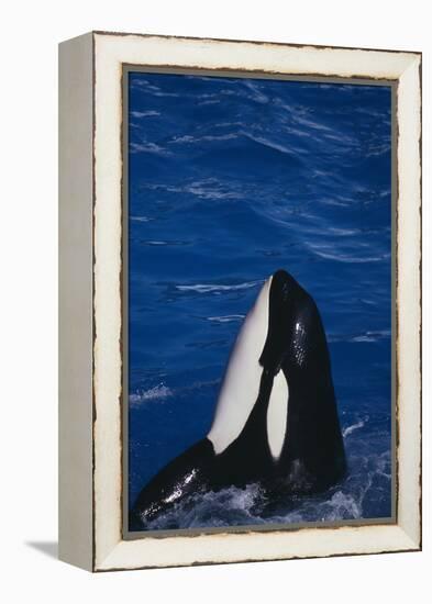 Killer Whale Spyhopping-DLILLC-Framed Premier Image Canvas