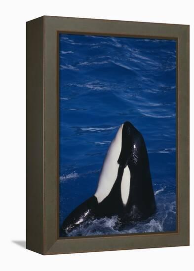 Killer Whale Spyhopping-DLILLC-Framed Premier Image Canvas