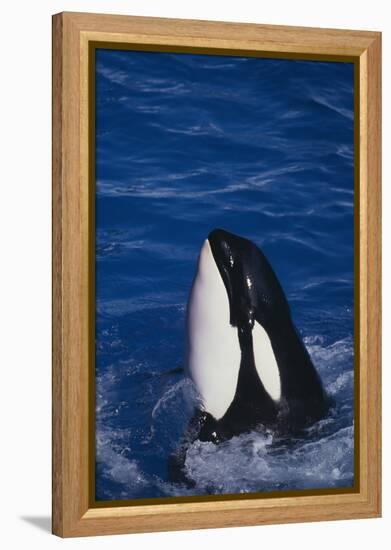 Killer Whale Spyhopping-DLILLC-Framed Premier Image Canvas